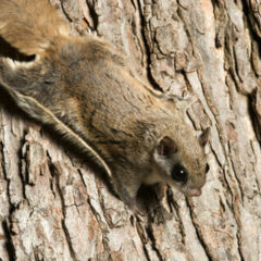 flying squirrels control Central Virginia