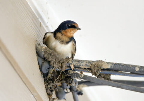 A barn swallow sits on a nest attached to a house