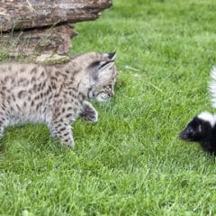 Central Virginia bobcats removal, trapping, control