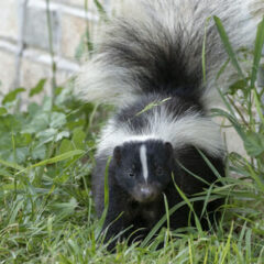 skunk control & deterrence in Central Virginia