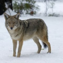 coyote removal in Central Virginia