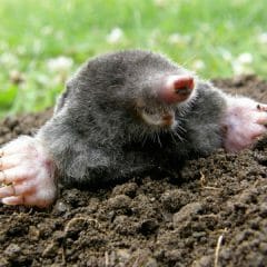 mole removal in Central Virginia