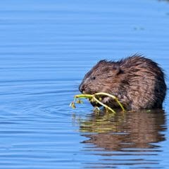 muskrat removal in Central Virginia