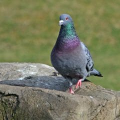 Pigeon pooping on rock Covington VA