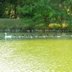 Goose Infestation Lexington Virginia