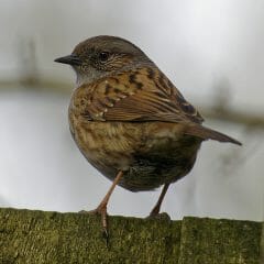 Virginian Sparrow home infestation deterrence