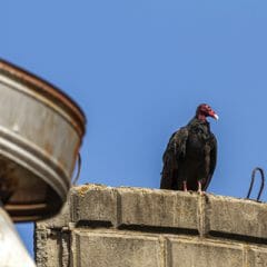 Buzzard Control & Vulture Control