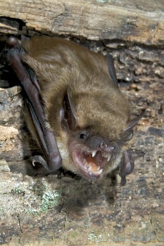 Roaring bat outside Staunton VA home