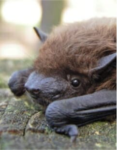 Sick bat lying down on Staunton VA property