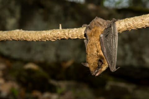 Bat hanging from tree branch cleaning itself in the Staunton VA sunlight