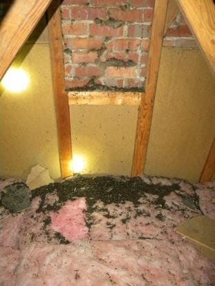 signs of bat infestation with brown guano on pink insulation in home attic