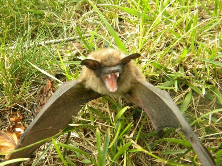 bat with brown body and black ears over ground