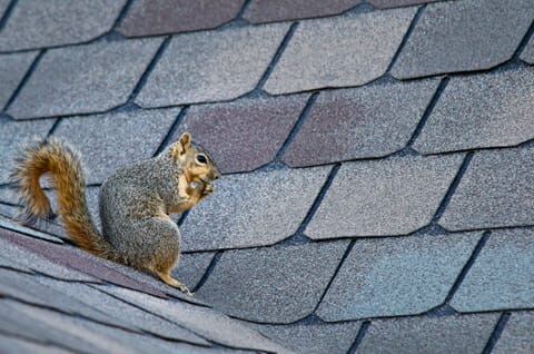 gray squirrel on pitched roof of charlottesville home