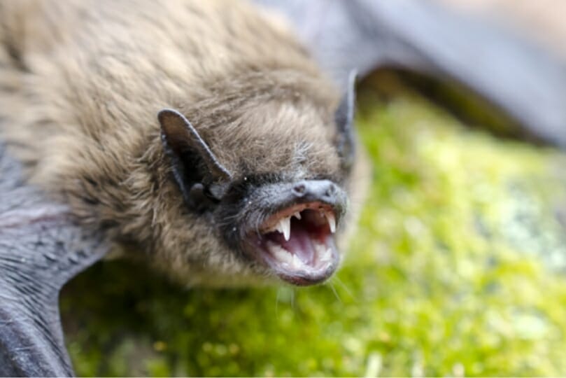 bat with teeth showing in ruckersville virginia