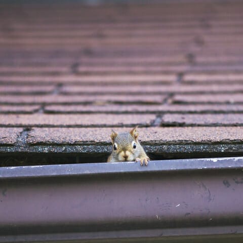 squirrel in home gutter outside charlottesville, va