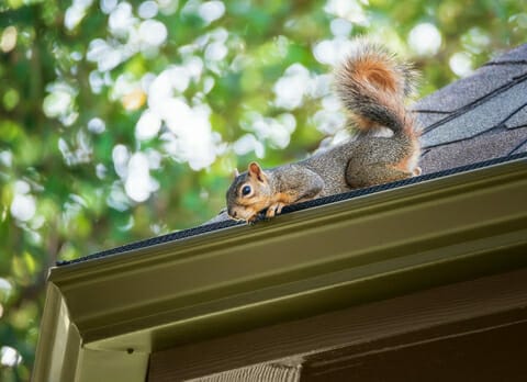 squirrel on roof causing property damage