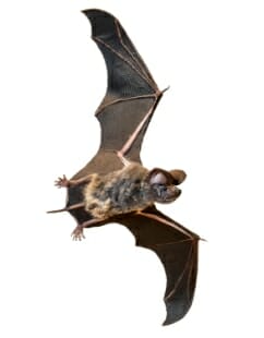 bat in flight with underbelly of body exposed